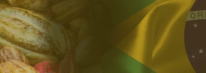 cacau brasileiro