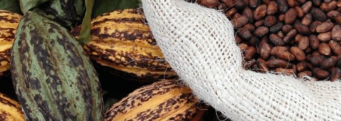 usos do CACAU ALÉM DA CULINÁRIA