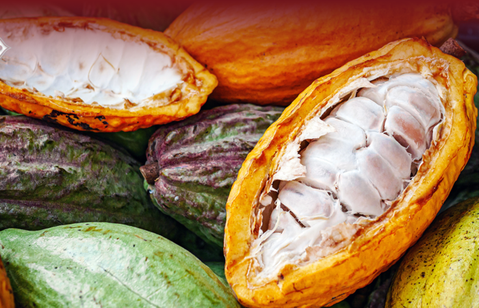 onde comprar cacau no Brasil