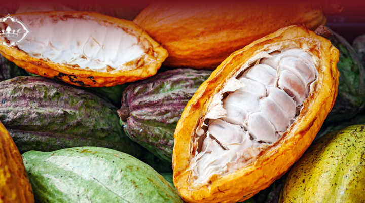 onde comprar cacau no Brasil