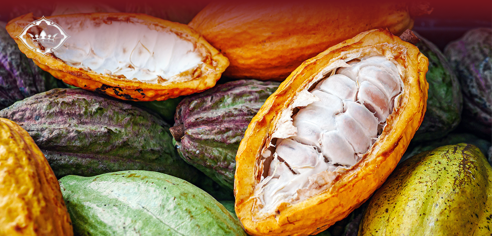 onde comprar cacau no Brasil